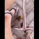 Während des Essens sollte man aufpassen, wohin man seine Füße stellt